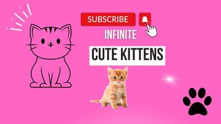 infinite cute kittens