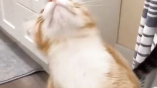 CAT FUNNY CAT CUET VIDEOS FUNNY VIDEOS