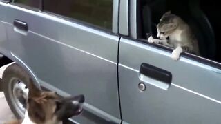 Angry Cats VS Dogs