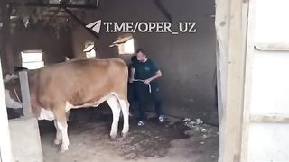 Буқамисан буқа экан қойил ????