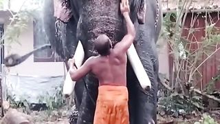 KERALA ELEPHANT BATHING