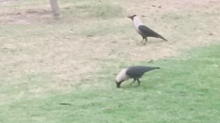 Crows Crows 2