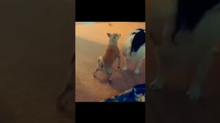 Funny Dog dance and epic fail