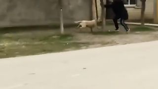 Funny videos 226