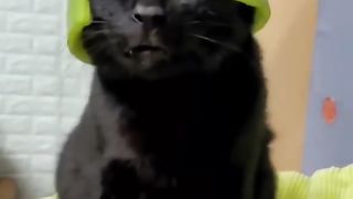 Funny animals videos 7