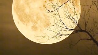 Moon Light 2