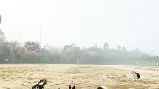 Amazing facts videos ???????? 2