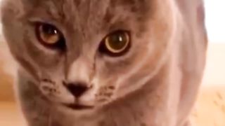 Funny Cats Video wah wah wah ????