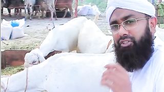 Kurbani ky bary m video