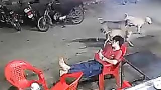 Dog ???????????? food
