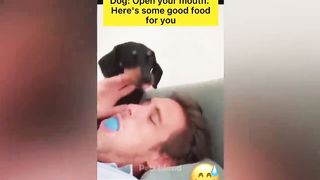 When Your Dog Wants To Be Alone ???????? - Funniest Animals Video | Pets Island