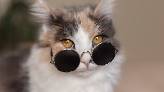 Best Funny Tik Tok US / UK