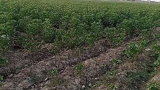 Mi apni kapas ki fasal ko ispry krati huwi