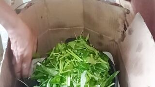sayur kangkung