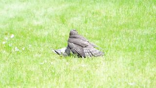 Catches Wood Pigeon and is then Harassed