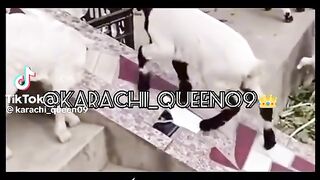 Funny video spot me bhai log 109