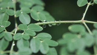 Bukan Cuma Buat Ritual, Daun Kelor Juga Punya Banyak Manfaat Buat Kesehatan