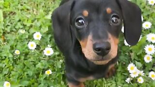 Happy Little Dog