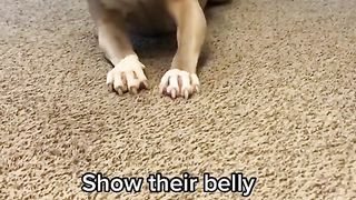 Different reactions of dogs