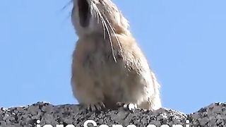 cute mouse