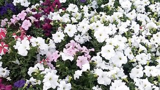 Beautiful. Garden ...https://rumble.com/register/pakistanisairsapatee/