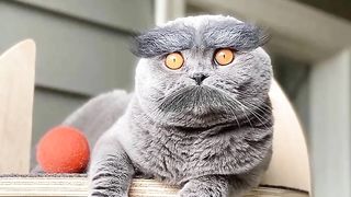 Cat Hair Style