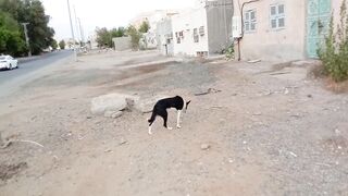 Funny dog near me