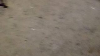 Funny street cats