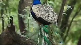Peacock singing