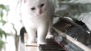 White cat on walk