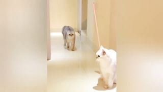 Cat watching Tom and Jerry | Funny Cats And Dogs 2023 | Funniest Animals Video
