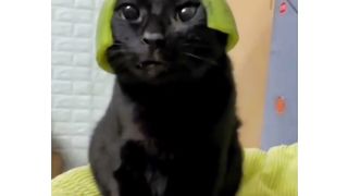 Funny animal compilation #shorts #funny
