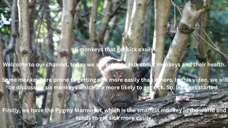 6 monkeys that get sick easily!