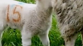 Haha Drôles de vidéo un mouton adulte fait' caca'.   ☕️ funny videos animal lol lol lol haha