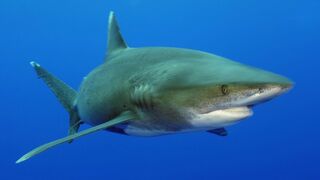 Requins, les nettoyeurs du lagon - Documentaire animalier