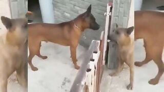 پچھلے 40 سالوں سے پی ڈی ایم والوں نے صرف یہ کام کیا تھا۔ | PDM | Funny
