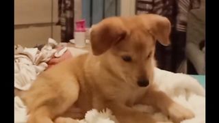 vidéo chien drôle | must watch