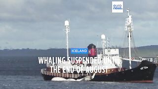 Is ICC banning whaling