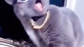 Funny Videos 17