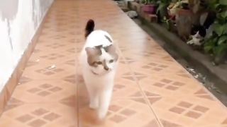 Funny Cats Videos