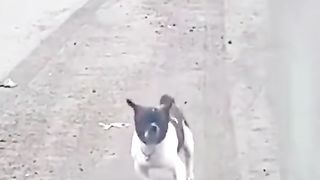 Funny Dog Videos 5