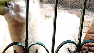 Llamas Eating #shorts #animals #zoo #pets #love