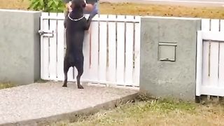 Funny Dog Videos 4