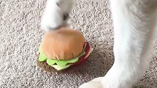 Funny Pets Videos