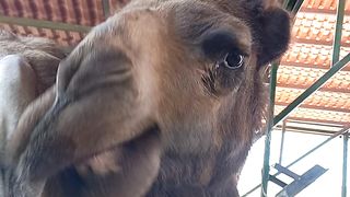 Camel Park #shorts #funny #trending #pets #animals