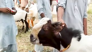 Bakra Eid Vlog - Vol 01.