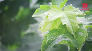Relaxing Music With Rain Sounds | Peaceful and Soothing