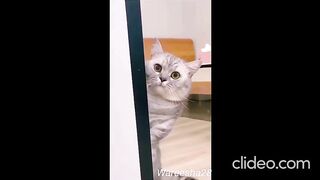 Incredibly funny cat videos / Watch it now?