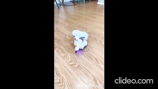cat funny videos ? funny moments | comedy videos 2022 to 2023