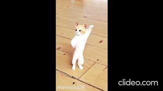 Cat Funny Videos. 2
